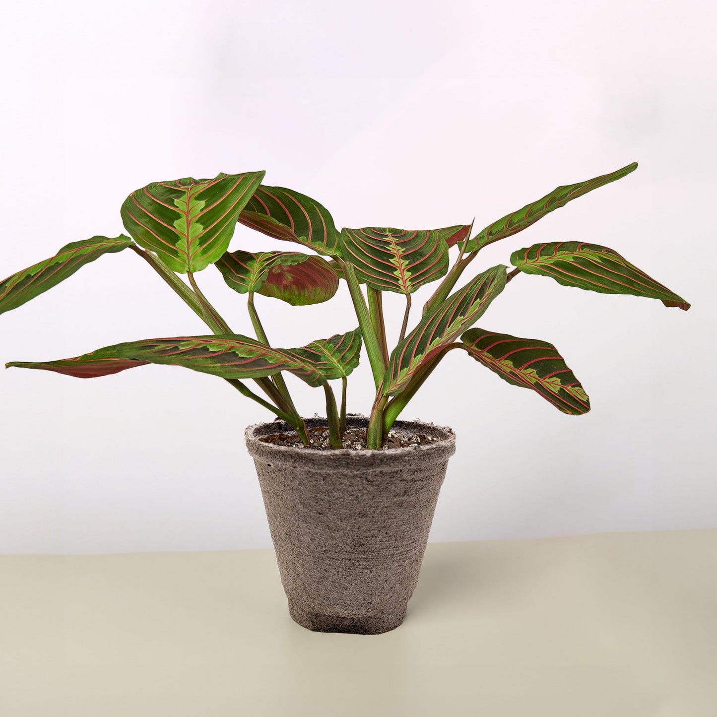 Maranta 'Red Prayer'