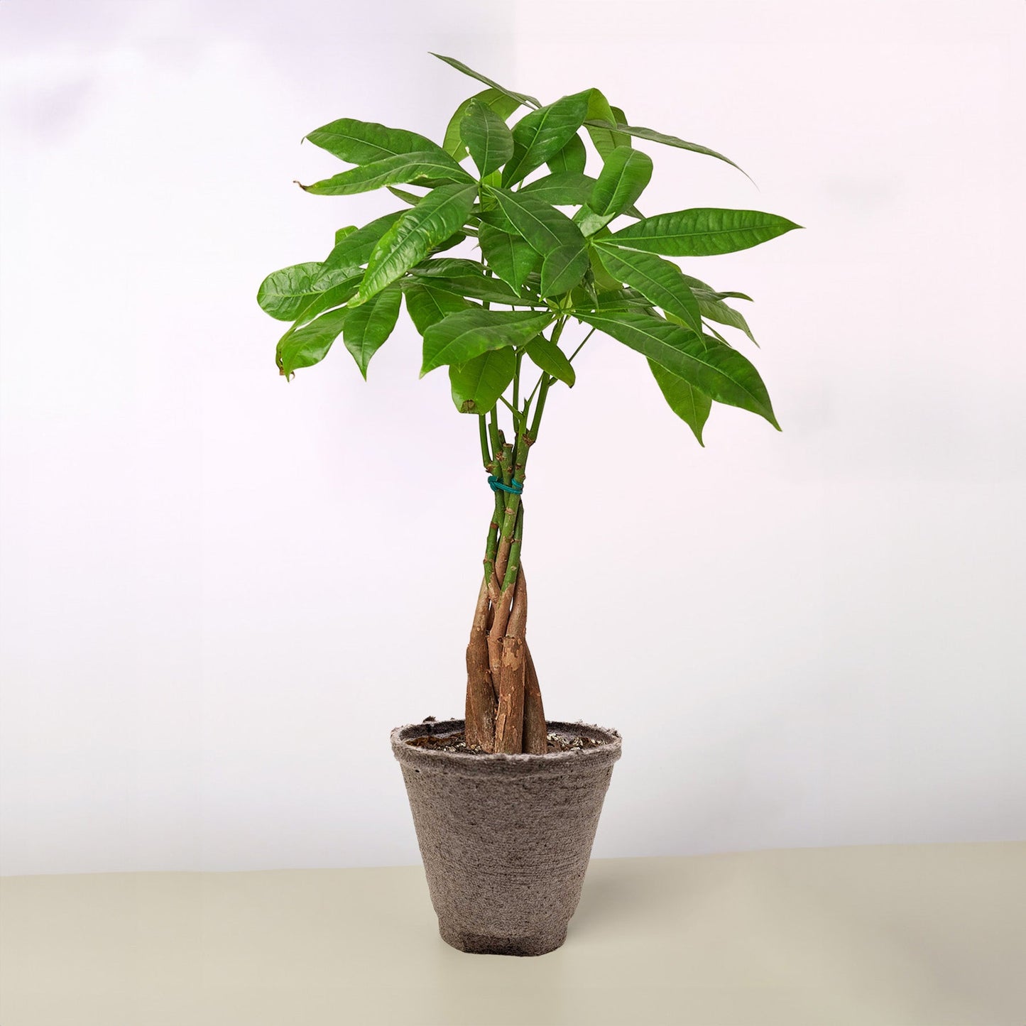 Money Tree 'Guiana Chestnut' Pachira Braid