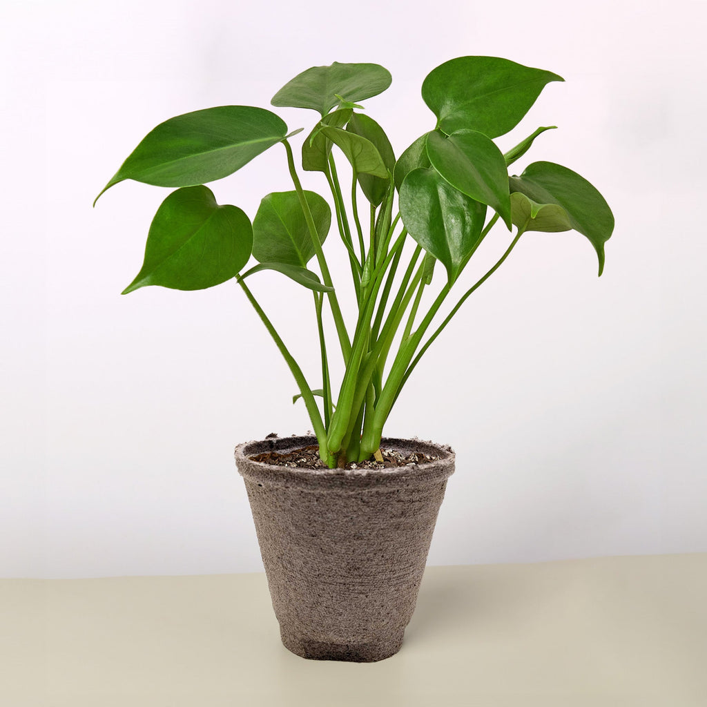 Monstera 'Split-Leaf'