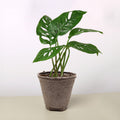 Monstera Adansonii 'Swiss Cheese'