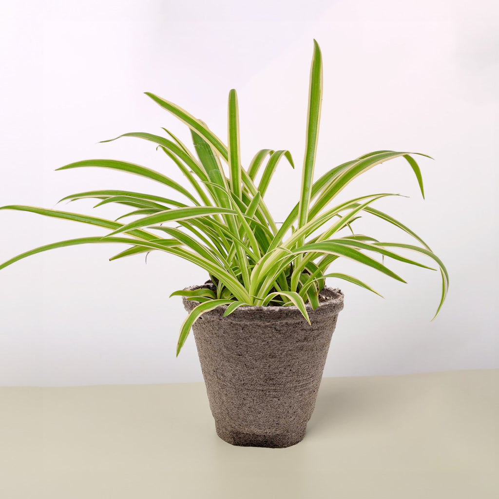 Spider Plant 'Reverse'