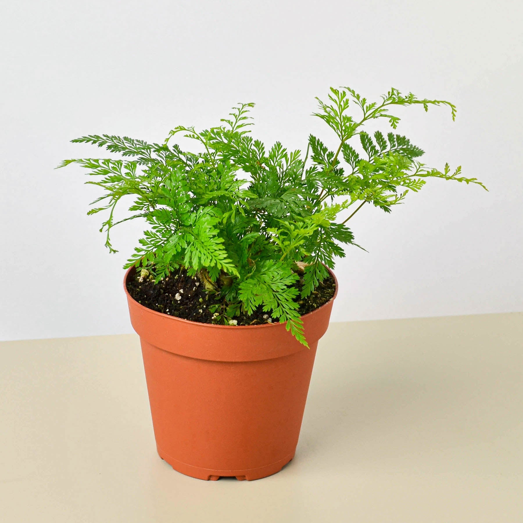 Rabbit's Foot Fern – Lola E. Bola's