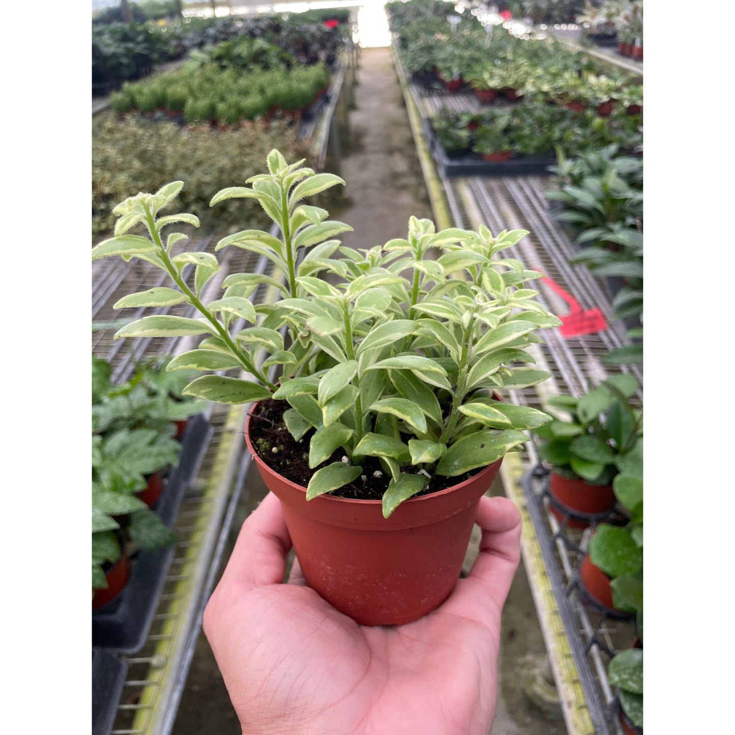 Lipstick 'Bolero Bicolore'