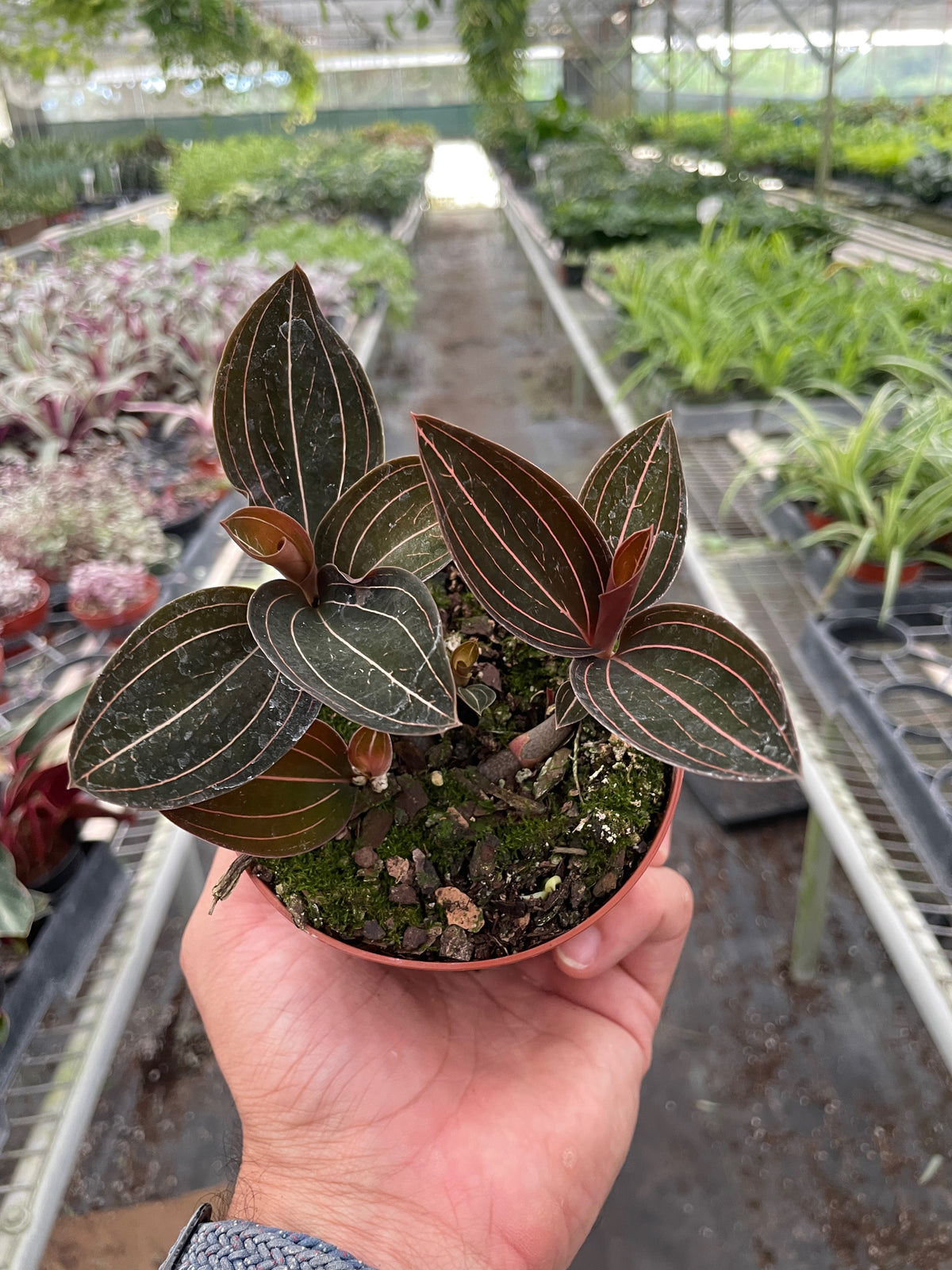 Ludisia Discolor