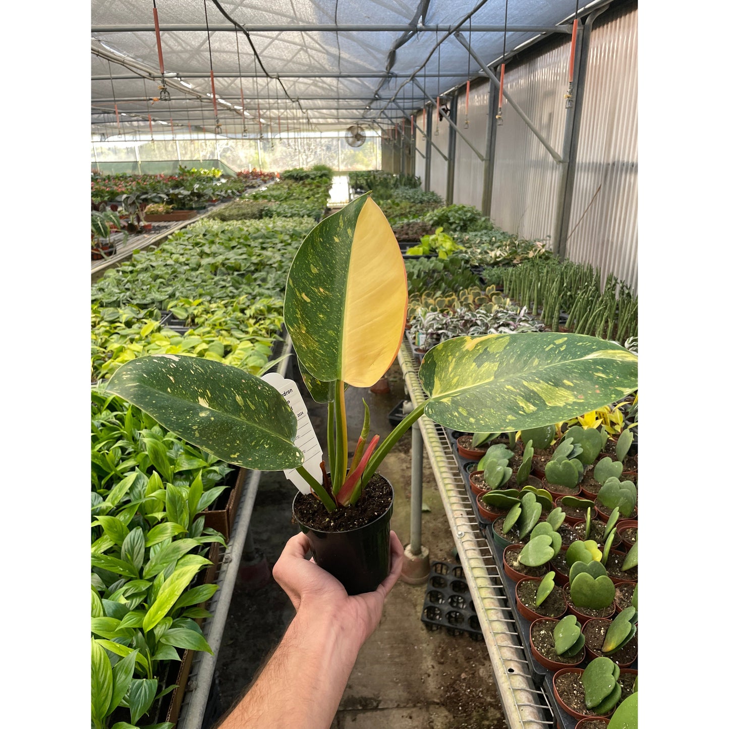 Philodendron 'Congo Green Variegated'