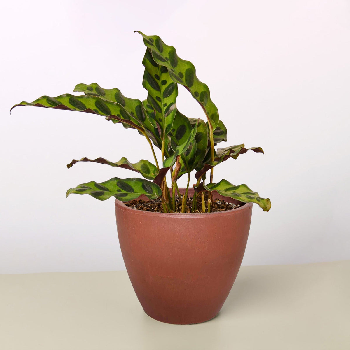 Calathea Lancifolia 'Rattlesnake'