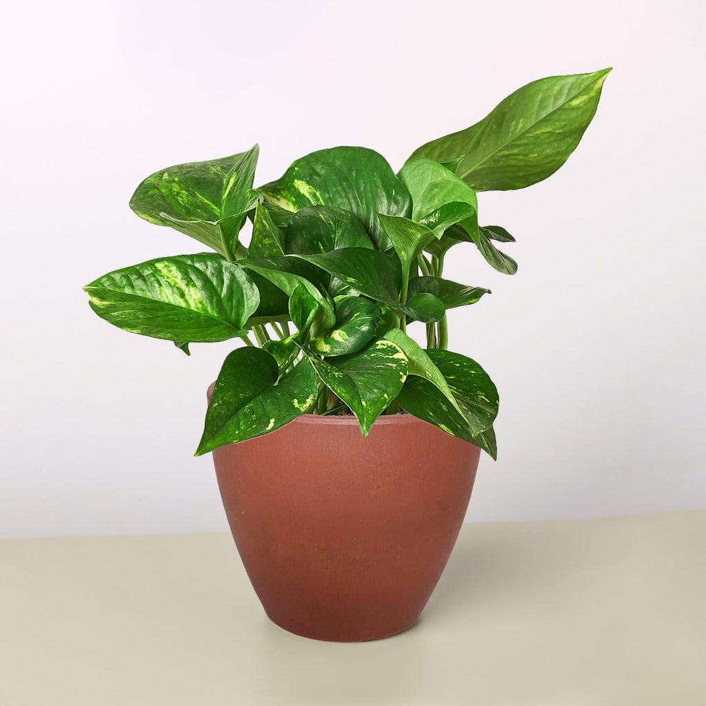 Pothos 'Golden'