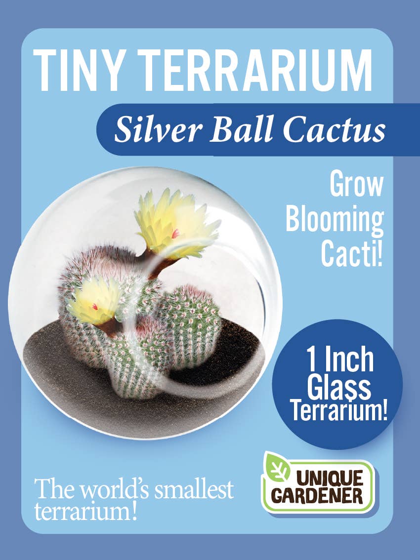 Tiny Terrarium Cactus Counter Display with 3 Varieties