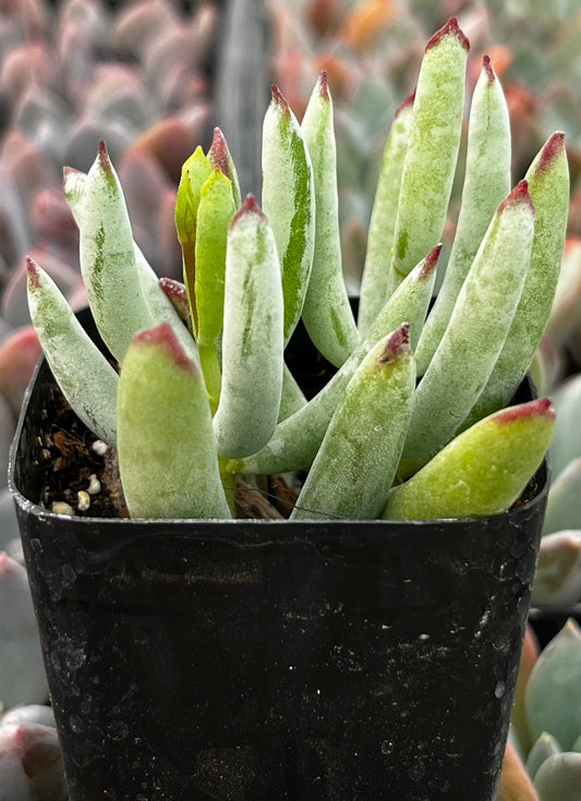 Cotyledon Orbiculata