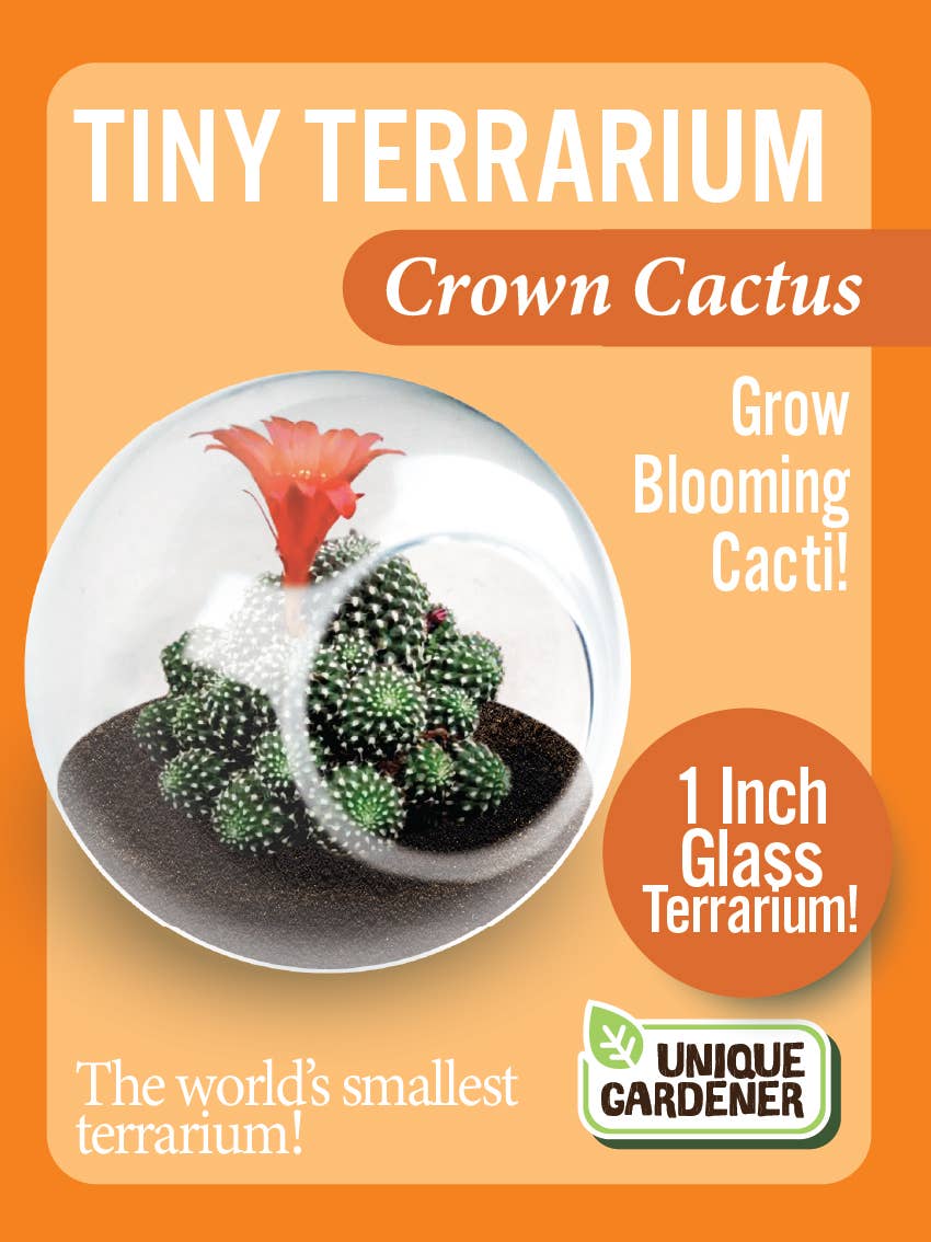 Tiny Terrarium Cactus Counter Display with 3 Varieties