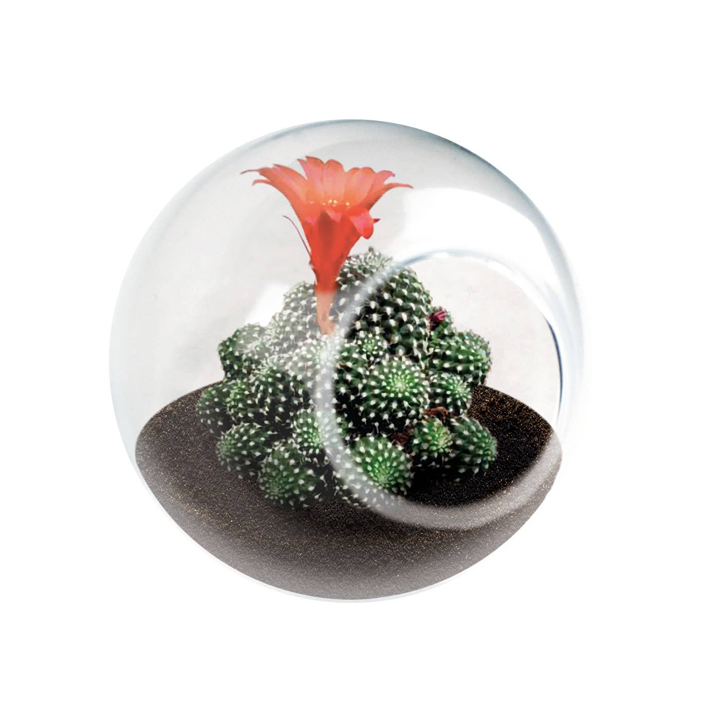 Tiny Terrarium Cactus Counter Display with 3 Varieties