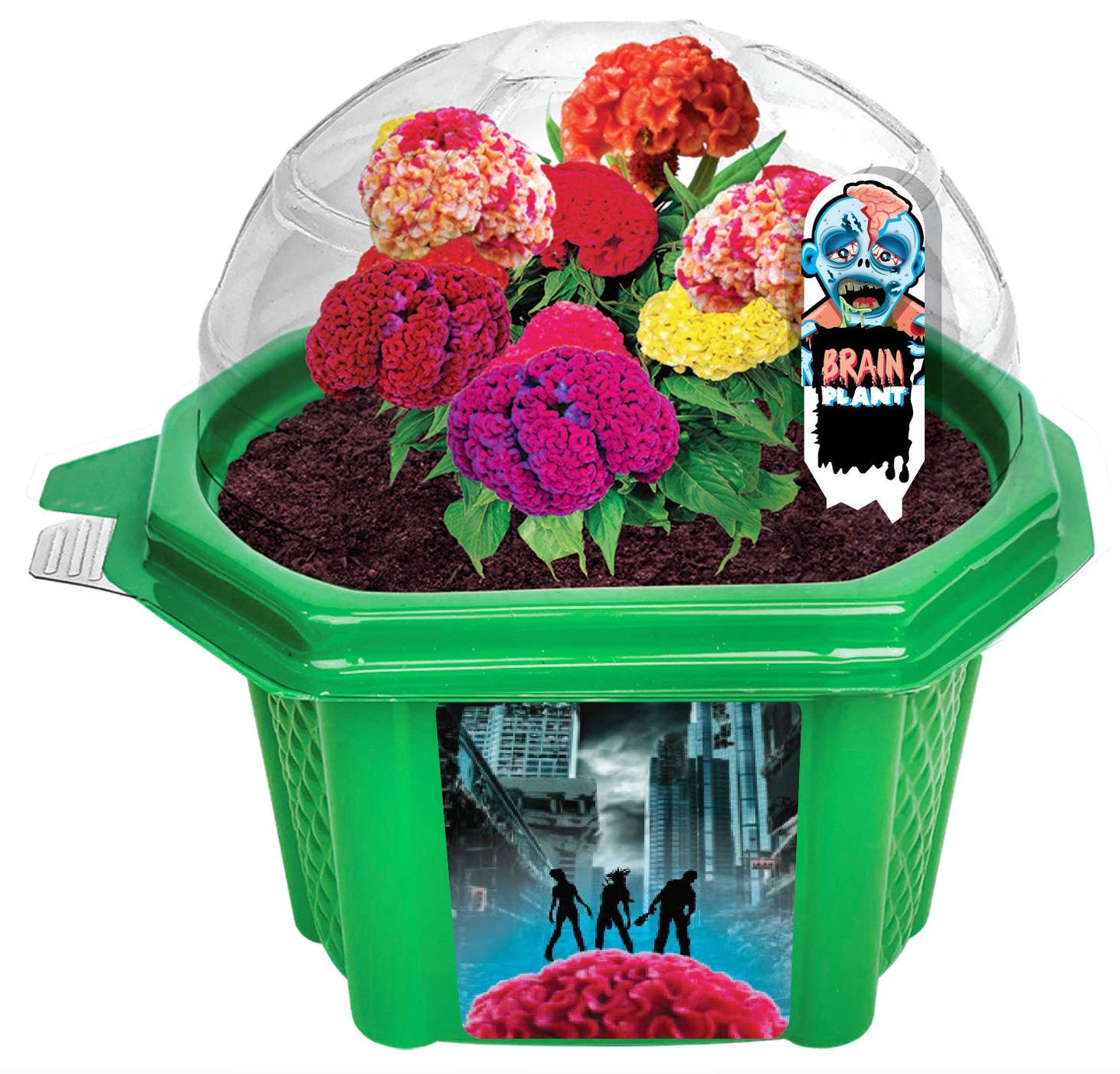 Zombie Brains Micro Terrarium