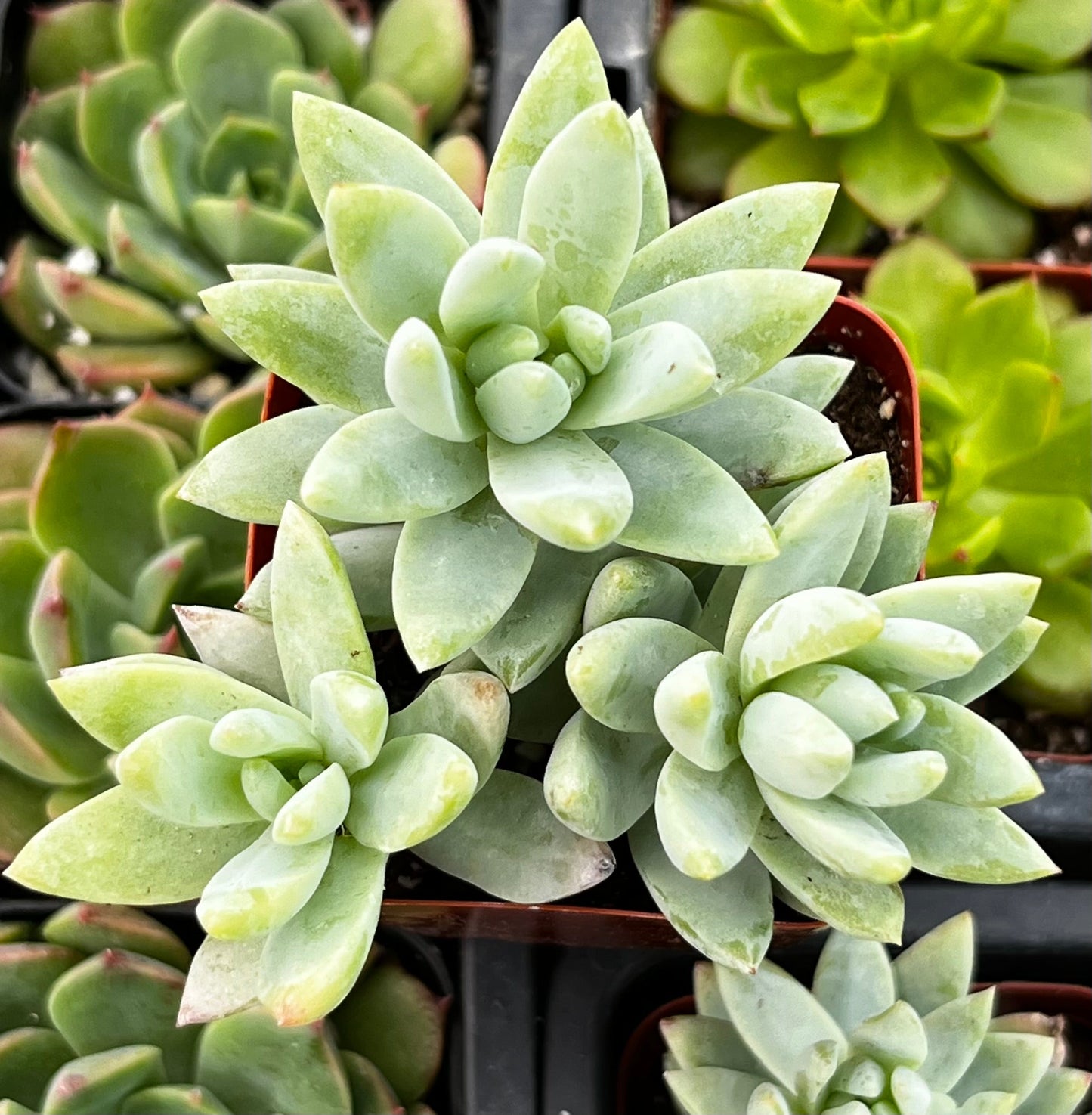 Sedeveria Blue Burrito