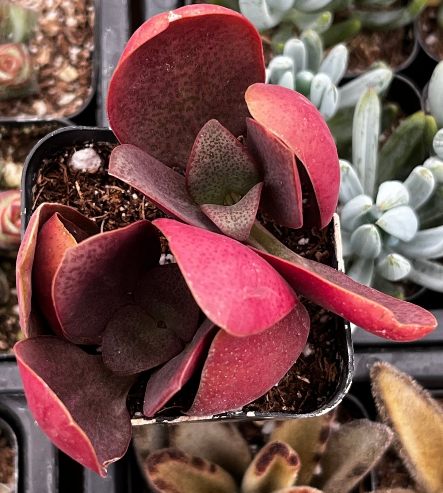 Crassula Pondo Cliff
