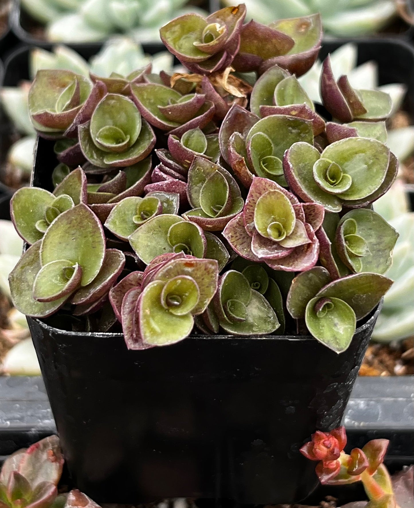 Callisia Repens Turtle Vine