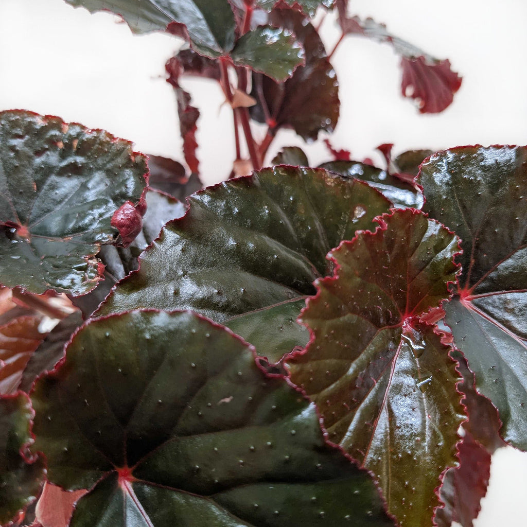 Begonia 'Black Magic'