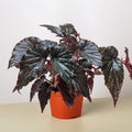 Begonia 'Black Magic'
