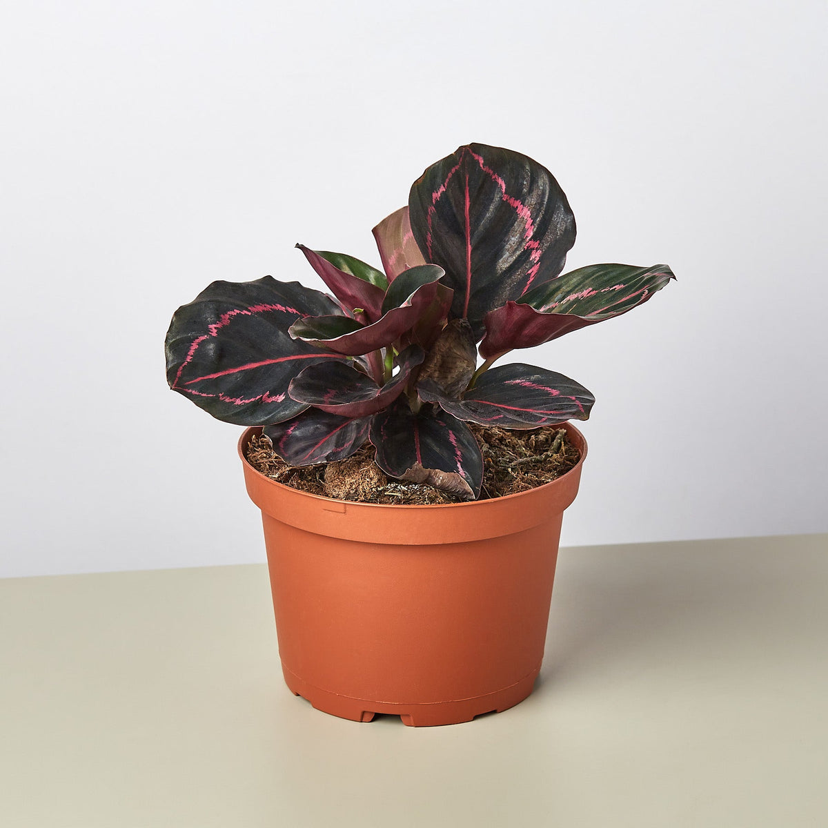 Calathea 'Dottie'