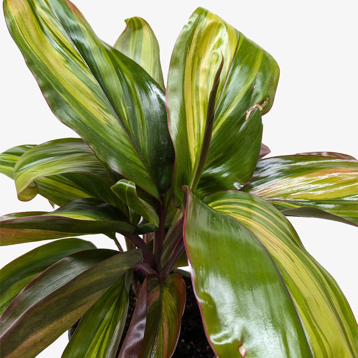 Cordyline Willies Gold