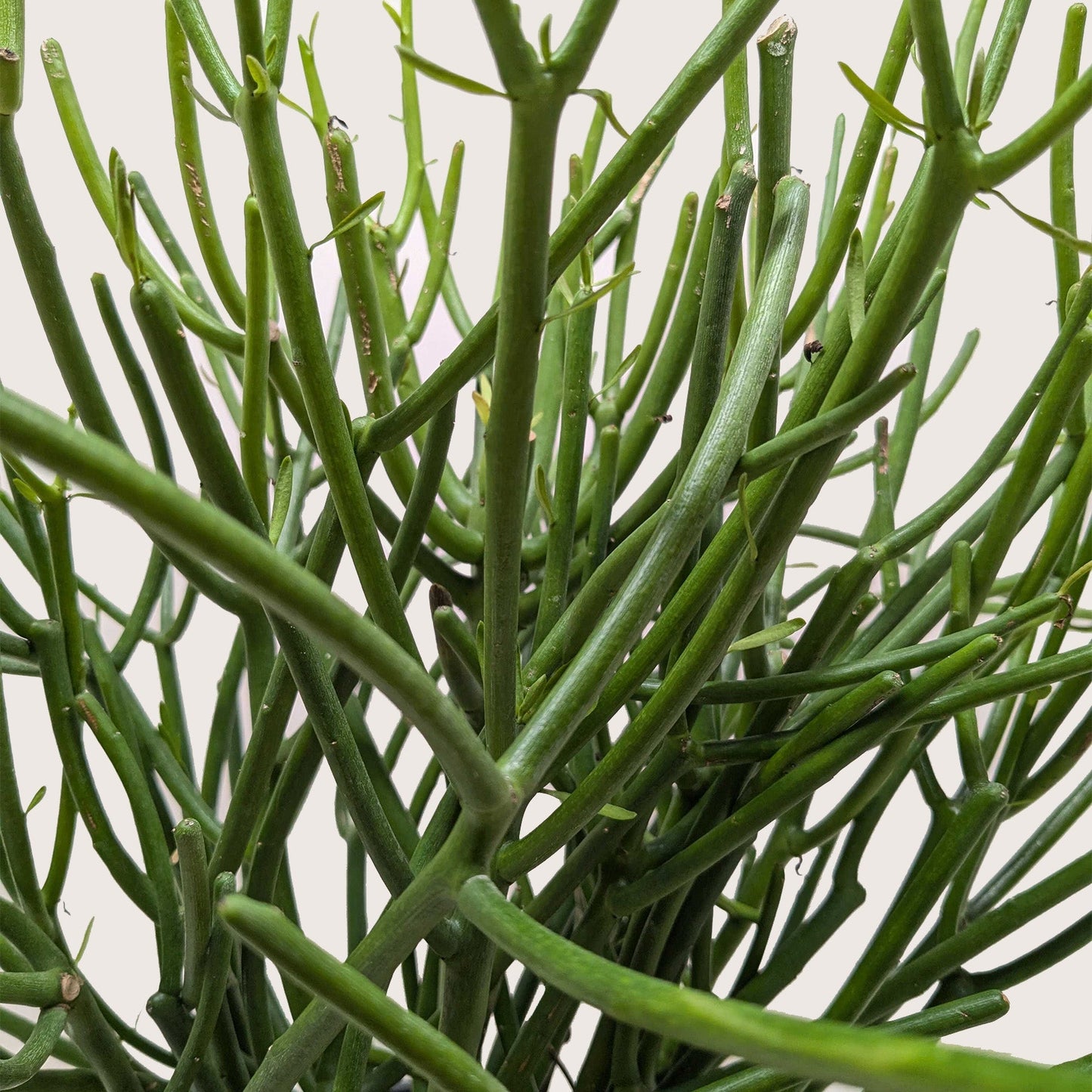 Euphorbia 'Pencil Cactus'