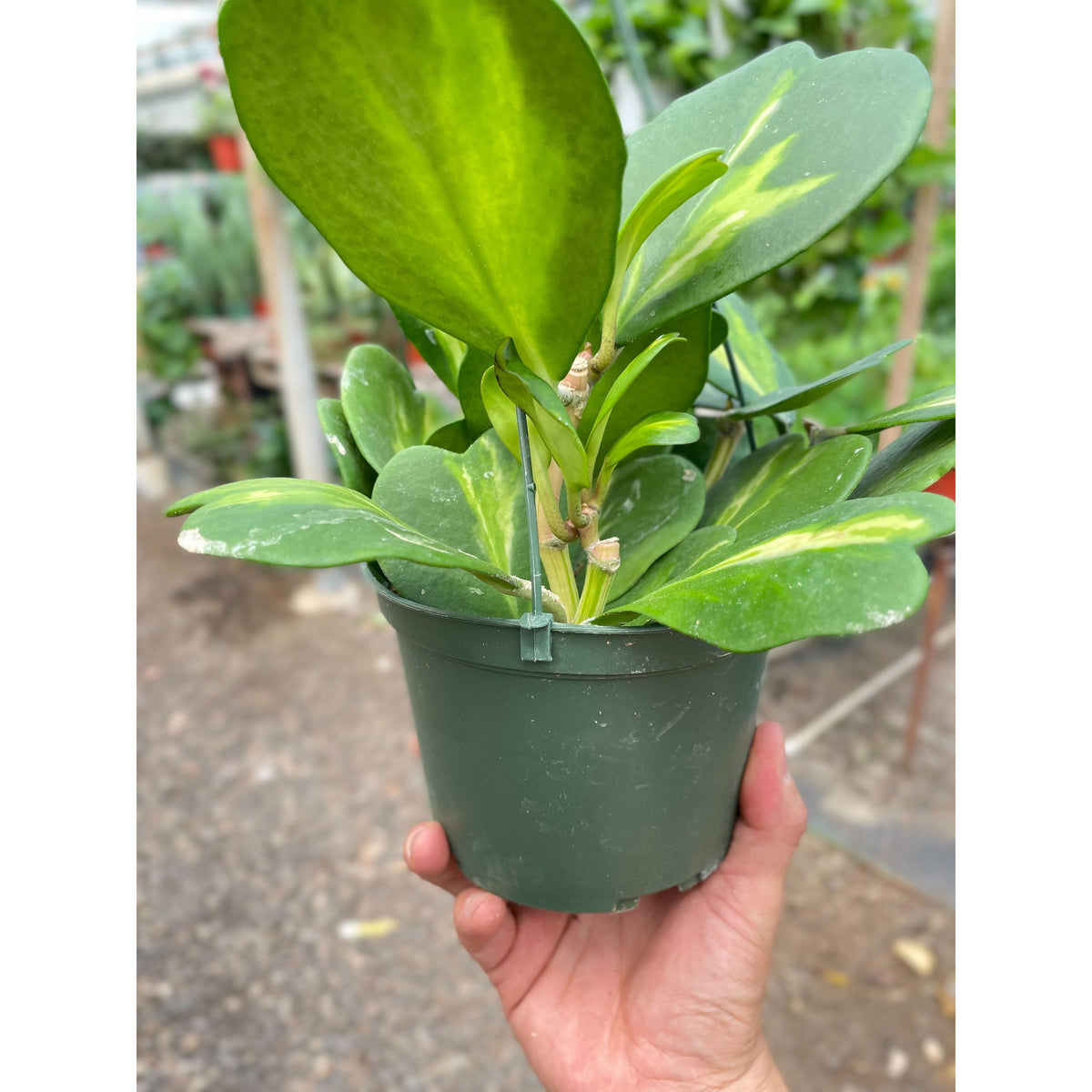Hoya Heart 'Reverse Variegata'