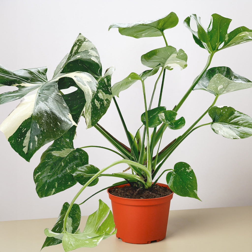 Monstera 'Thai Constellation'