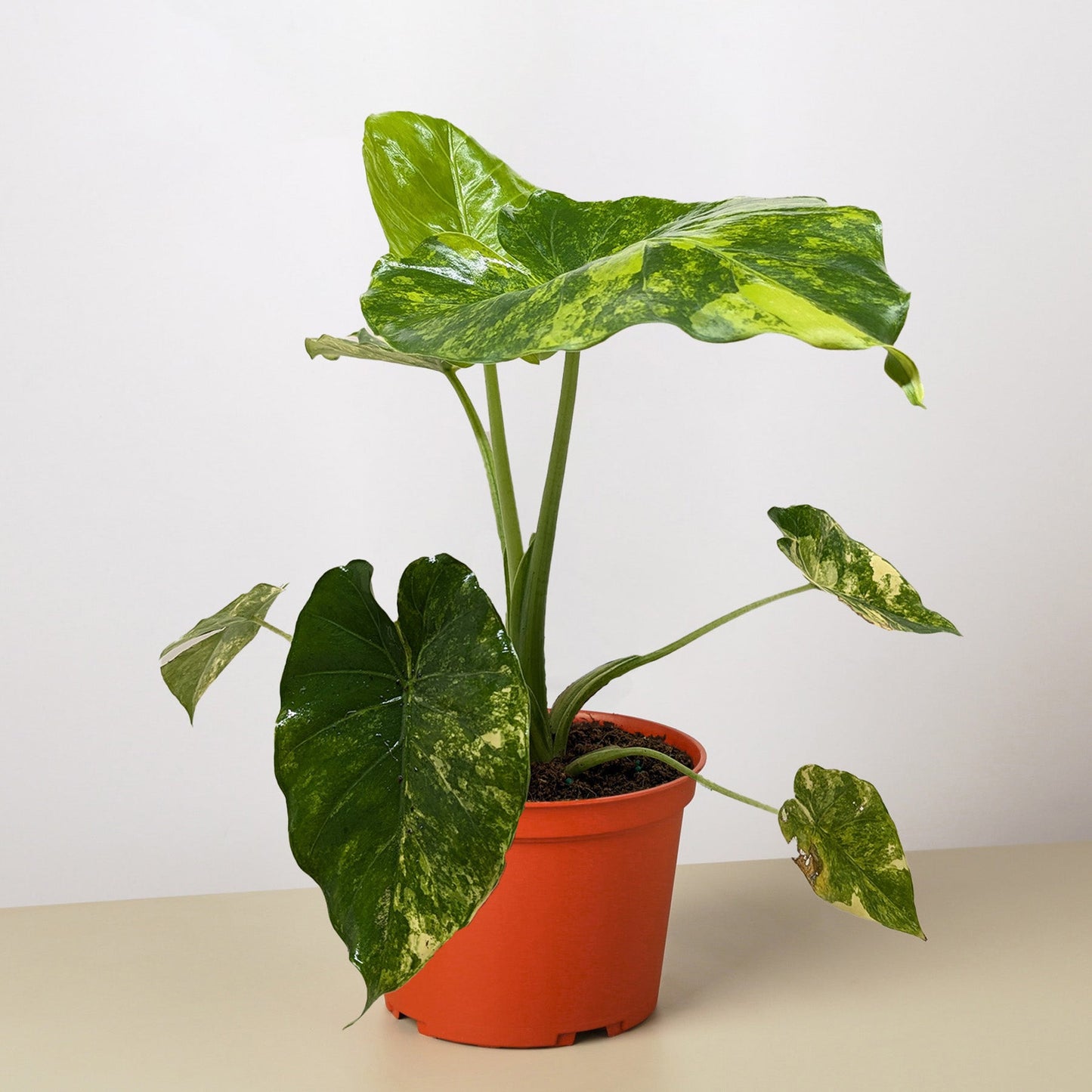 Philodendron Burle Marx Albo