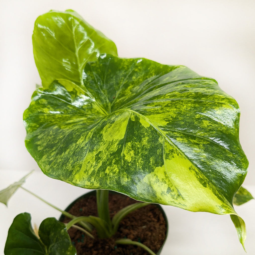 Philodendron Burle Marx Albo