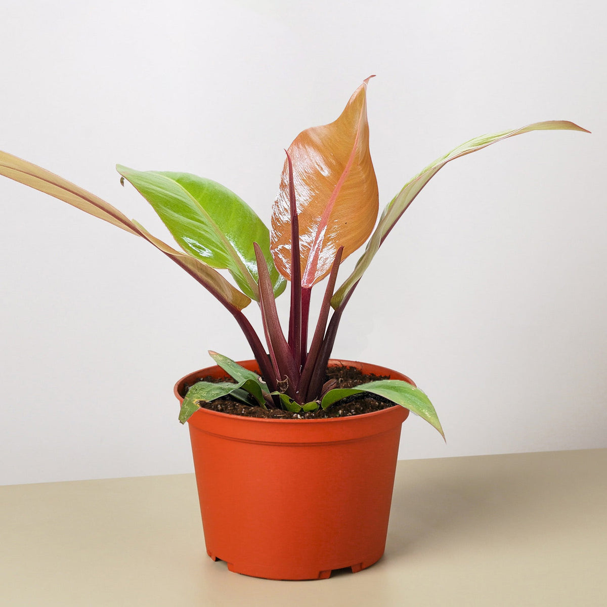 Philodendron 'Prince of Orange'