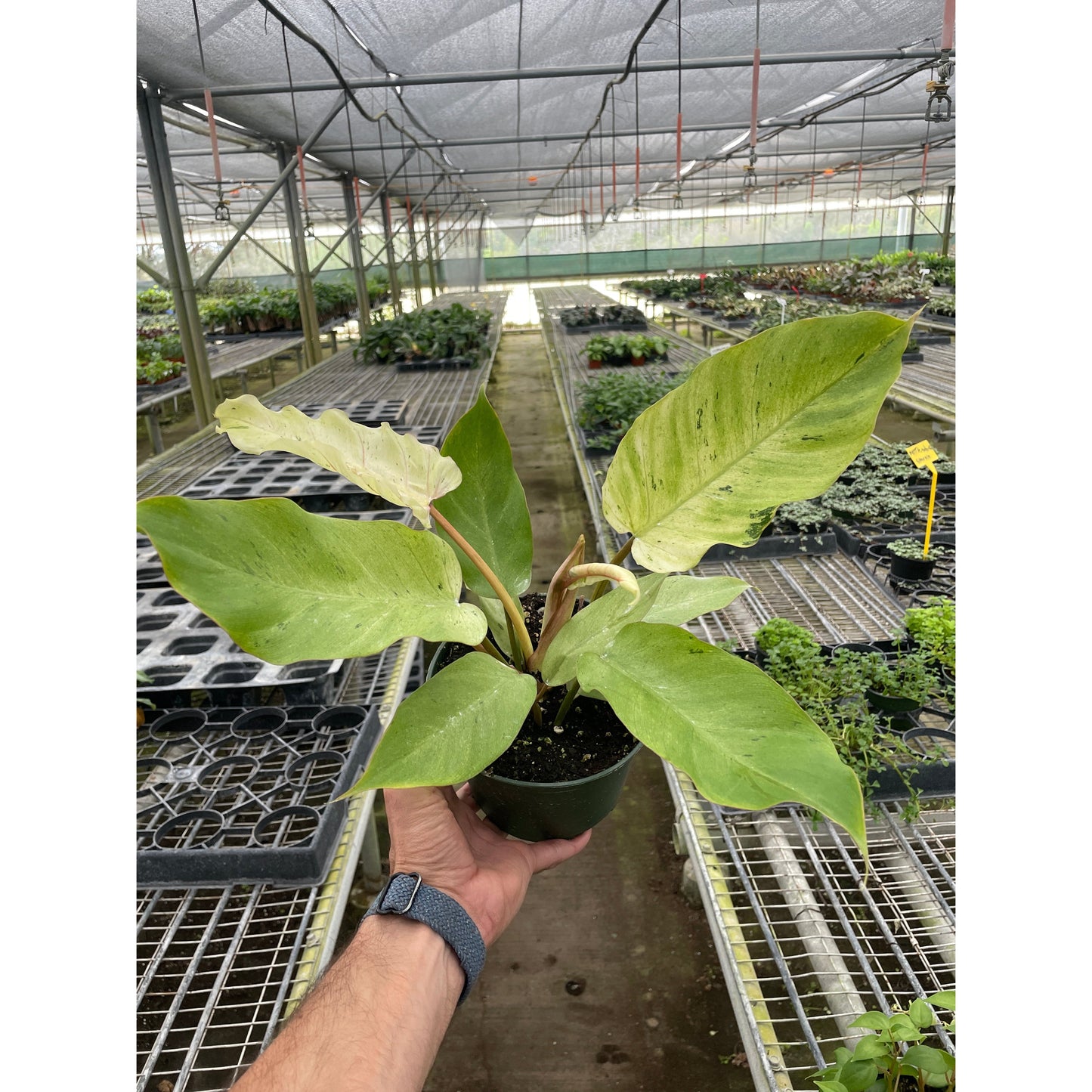 Philodendron 'Snowdrift'