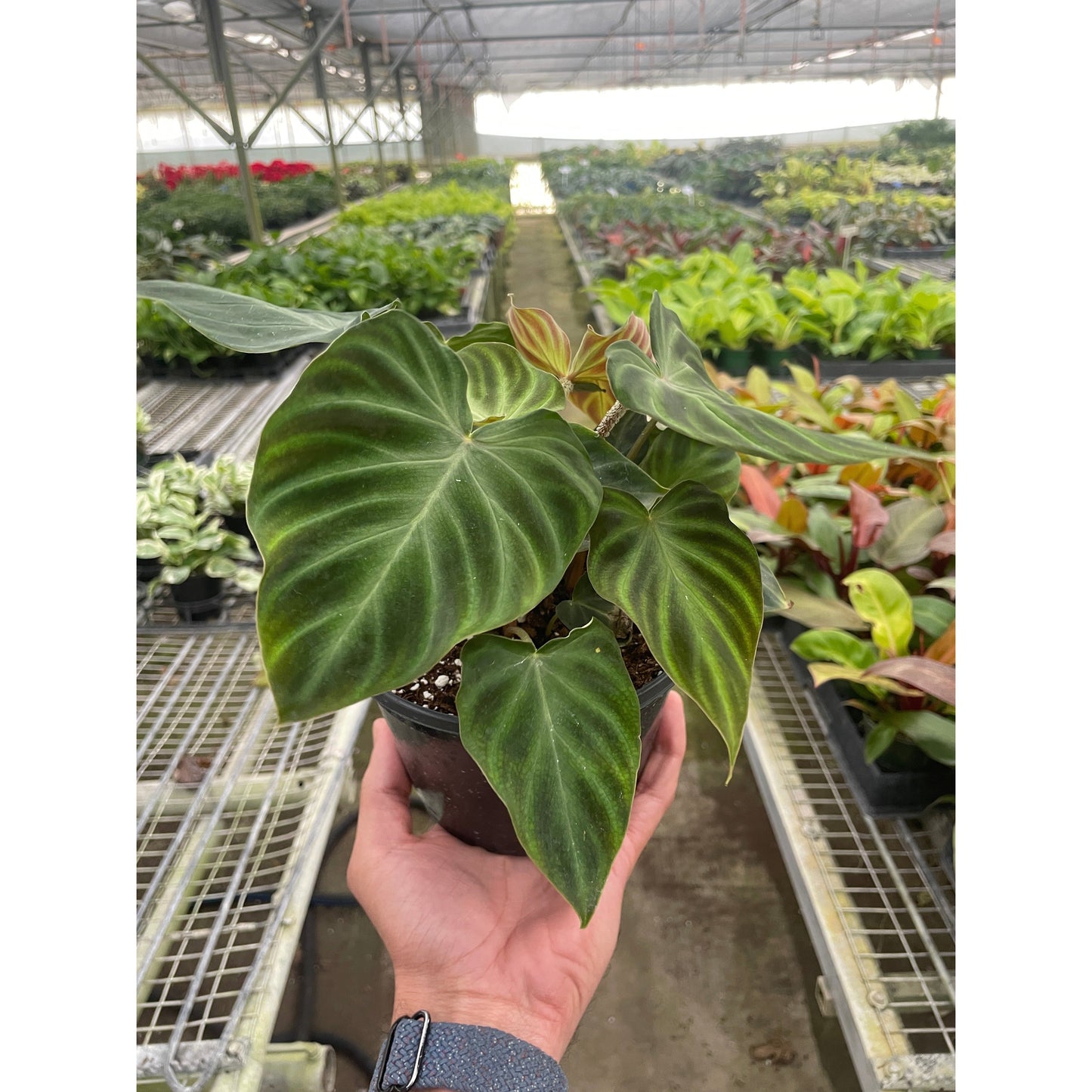 Philodendron 'Verrucosum'