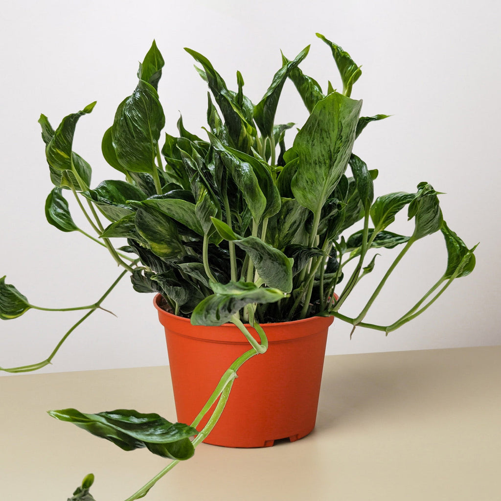 Pothos 'Shangri La'