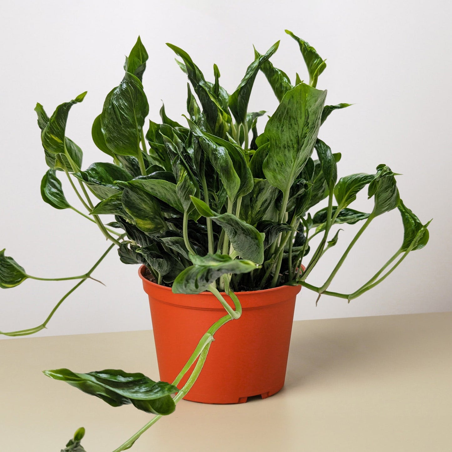 Pothos 'Shangri La'