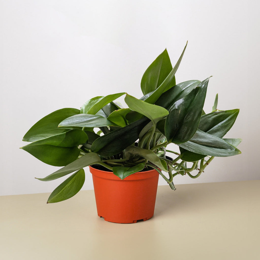 Scindapsus Platinum Java