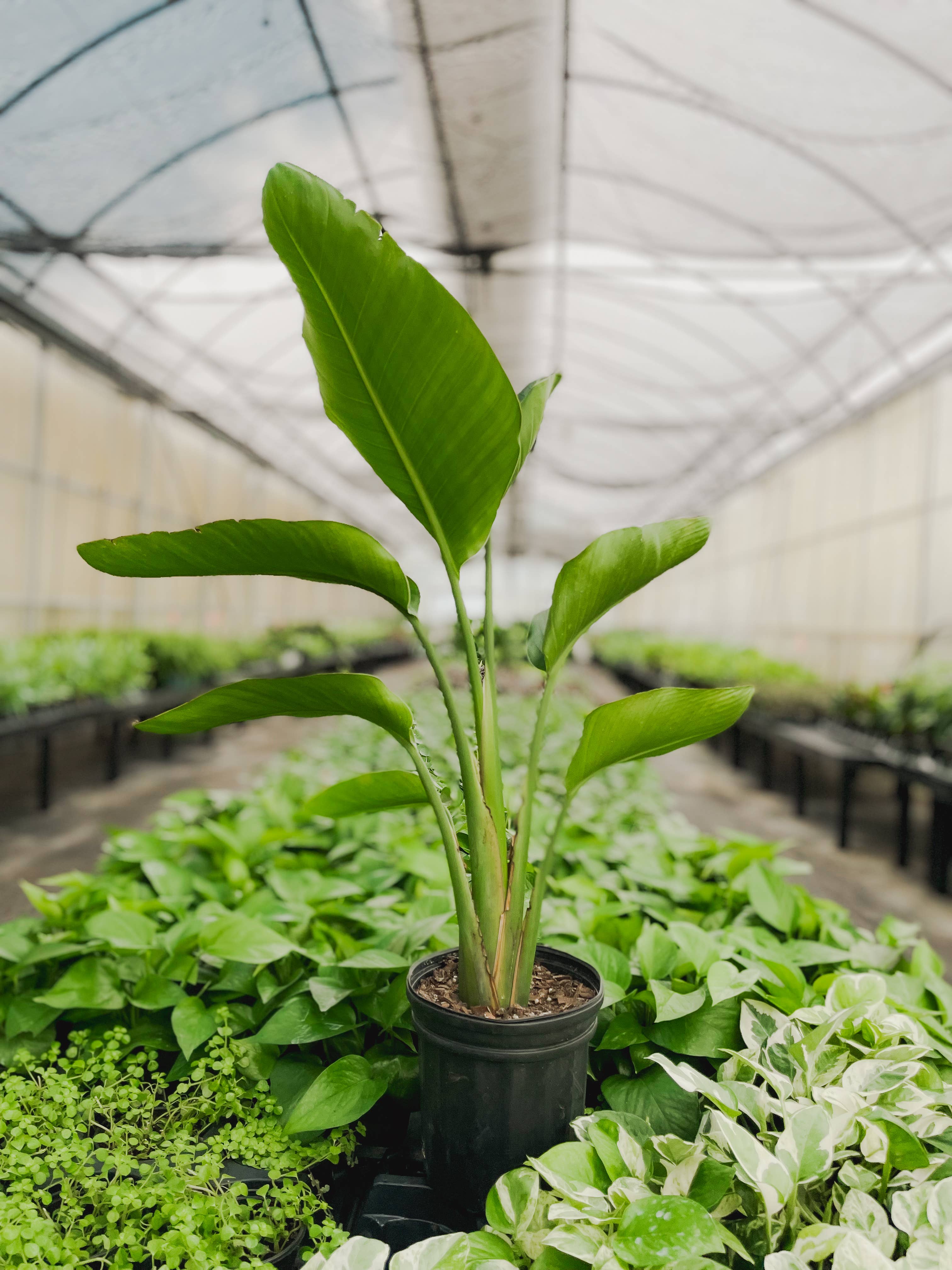 White Bird of Paradise - Live Plant