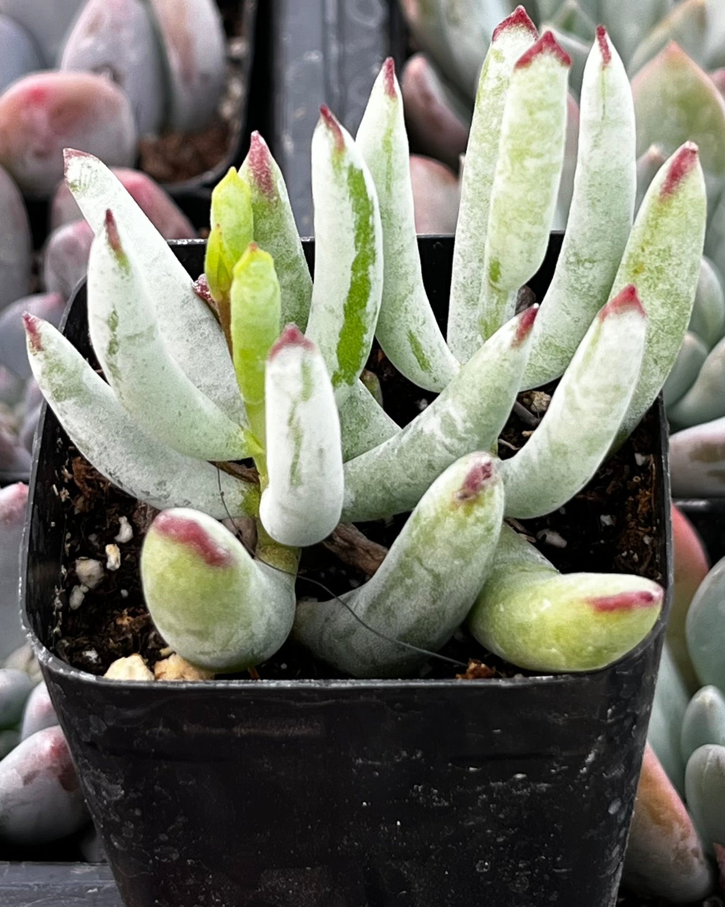 Cotyledon Orbiculata