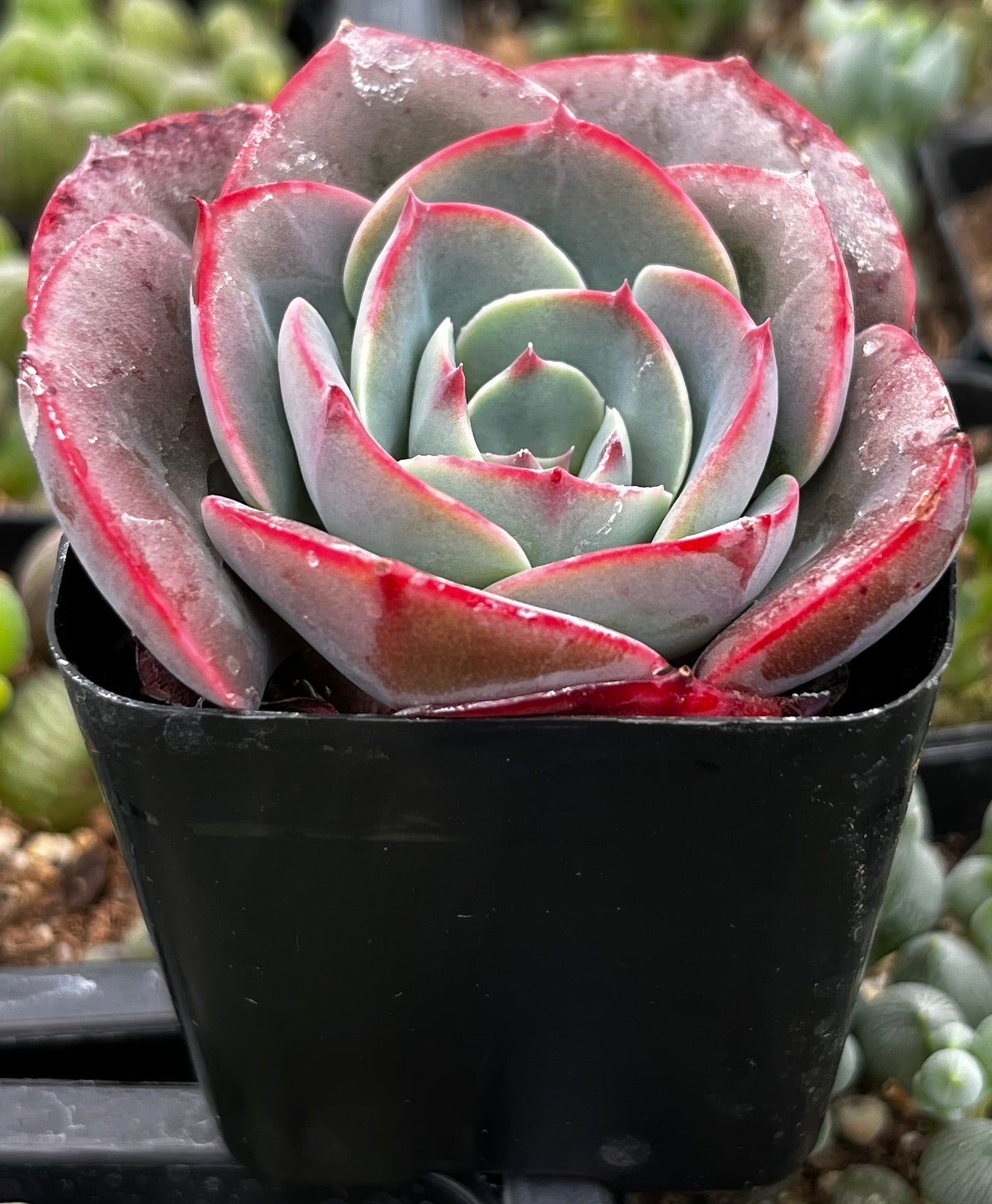 Echeveria Museli
