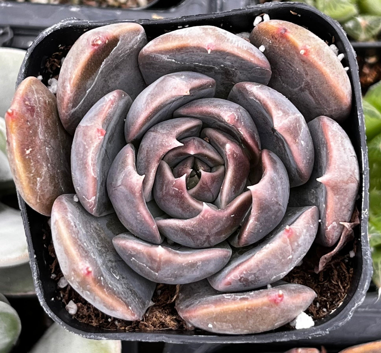 Echeveria Marrom