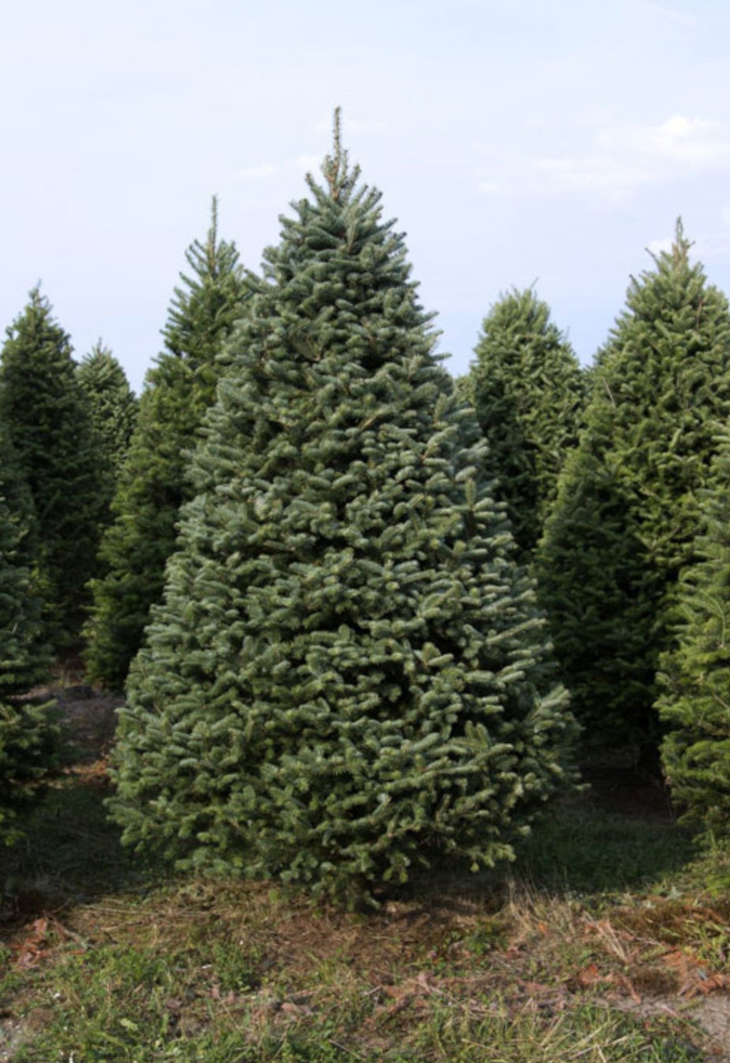 Real Christmas Trees Delivered 7 Foot Premium Balsam-Fraser Fir Hybrid