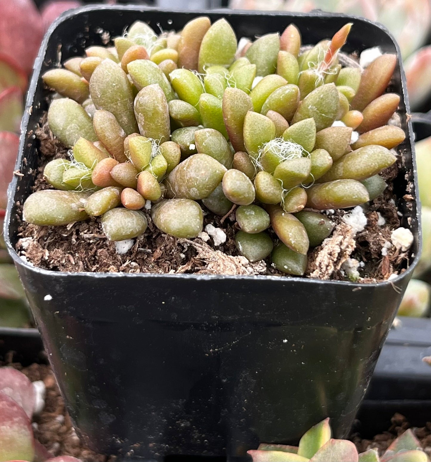 Anacampseros Vanthielii