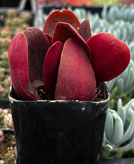 Crassula Pondo Cliff