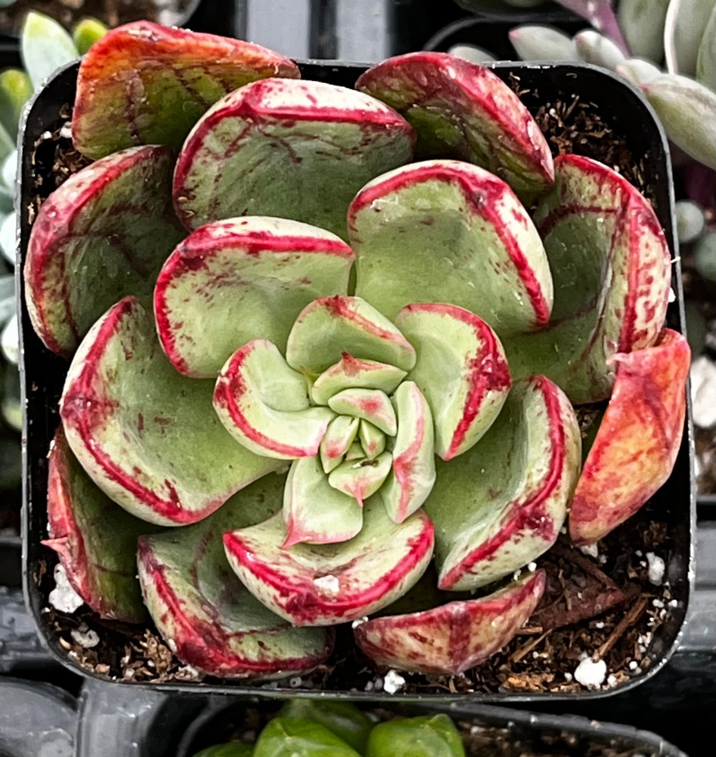 Echeveria Ana Lu