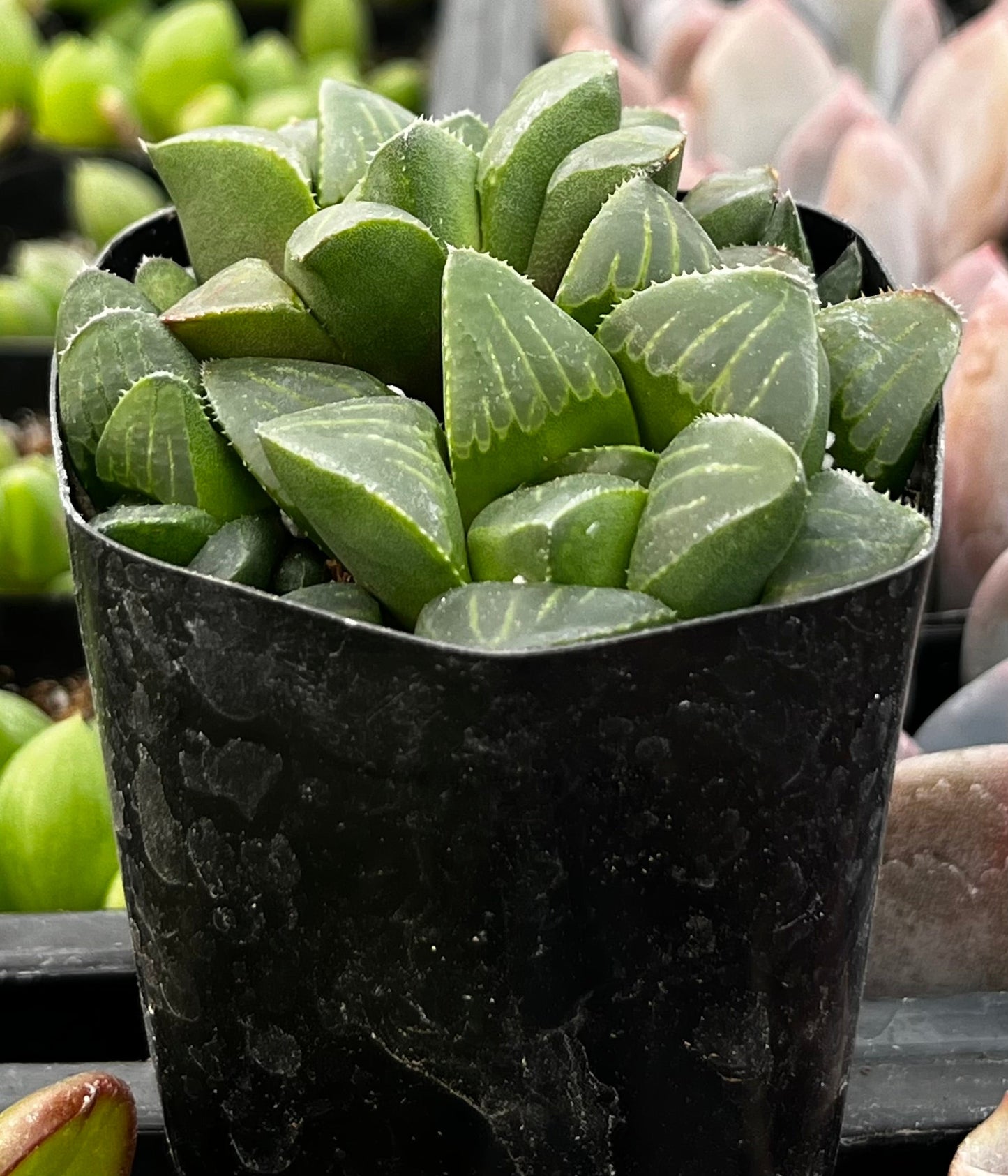 Haworthia Pygmaea