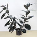 Ficus Elastica 'Burgundy'