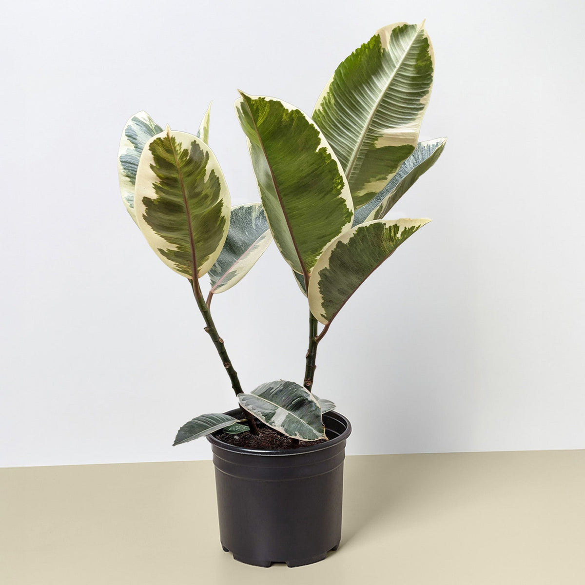 Ficus Elastica 'Tineke'