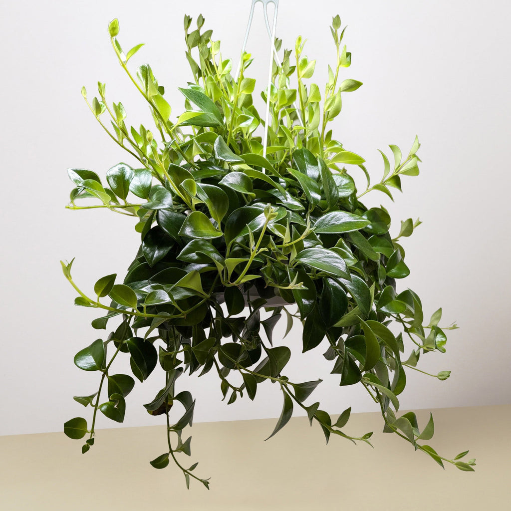 Lipstick Plant