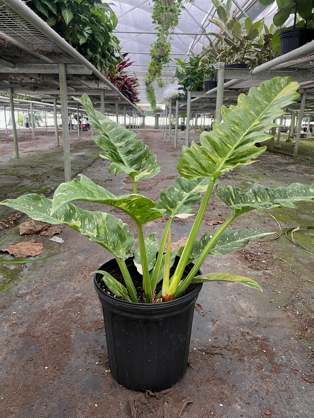 Philodendron 'Variegated Ring of Fire '