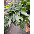 Pothos 'Cebu Blue'