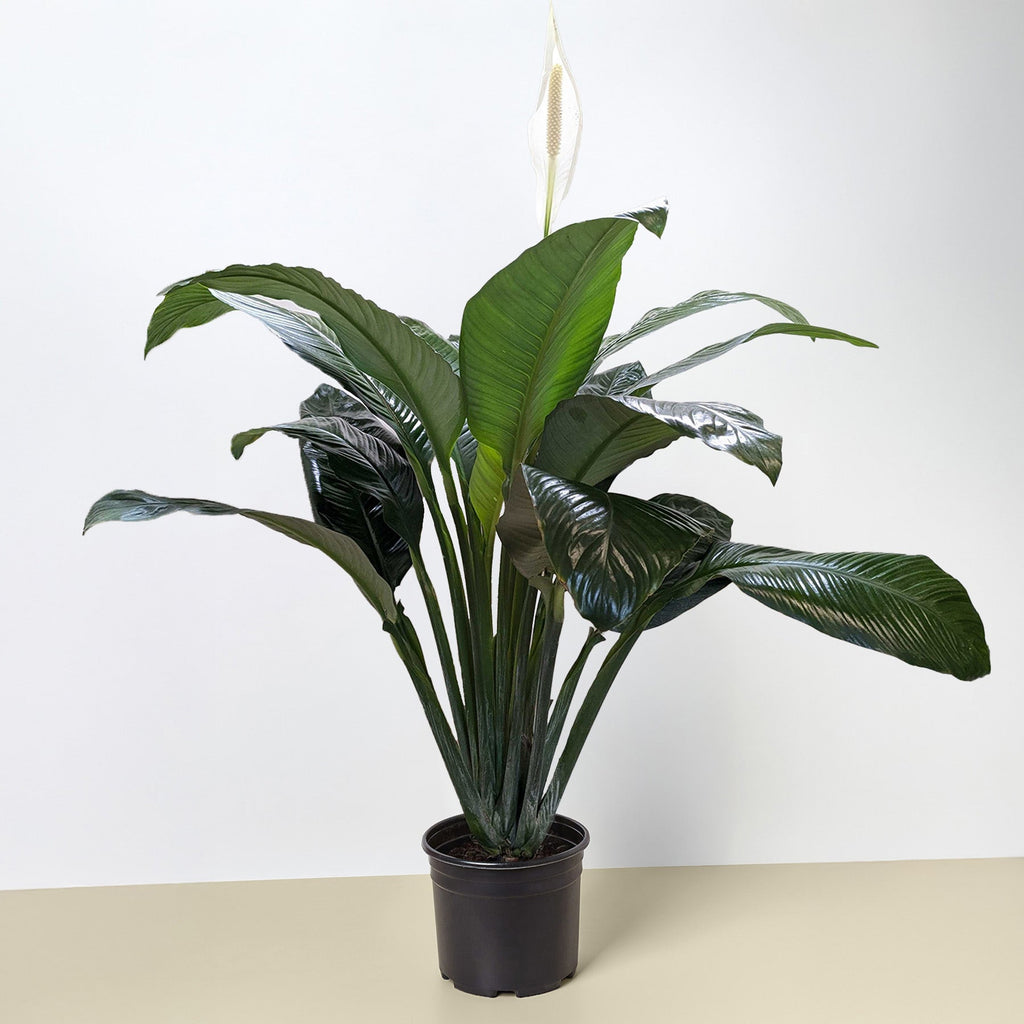 Spathiphyllum 'Peace Lily'