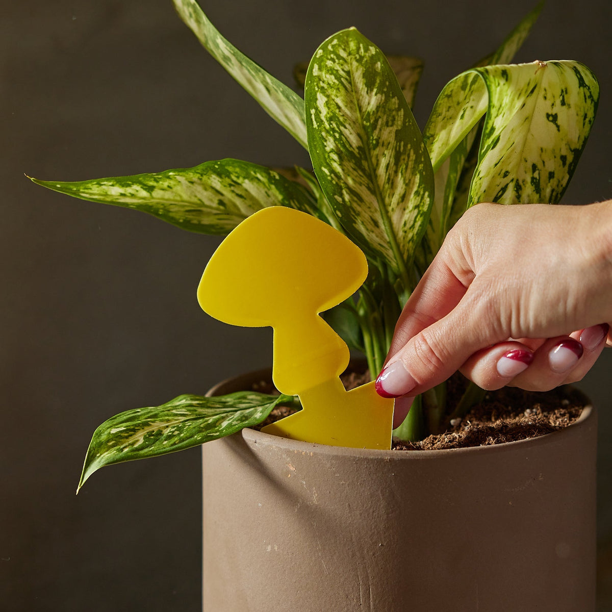 Sticky Traps for Plant Pests